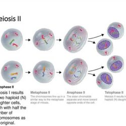 Snurfle meiosis and genetics answer key