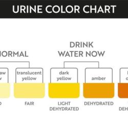 Dehydration urine color chart in spanish