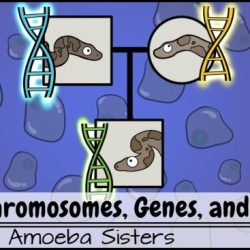 Amoeba sisters video recap mutations updated answer key