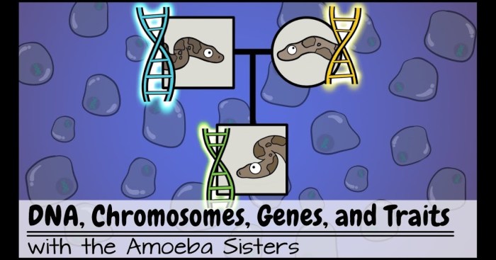 Amoeba sisters video recap mutations updated answer key