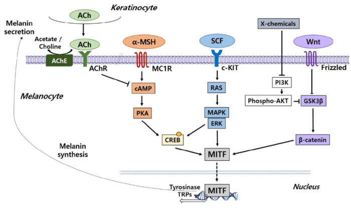 The biochemistry and cell signaling pathway of mc1r