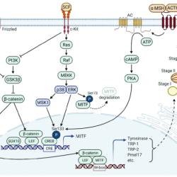 The biochemistry and cell signaling pathway of mc1r