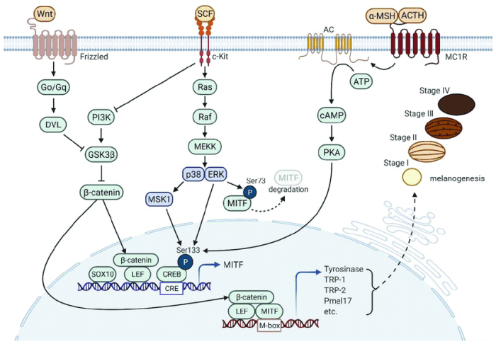 The biochemistry and cell signaling pathway of mc1r