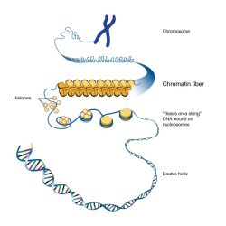 Chromatin coils and condenses to form deeply staining bodies