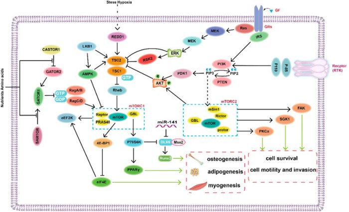 The biochemistry and cell signaling pathway of mc1r