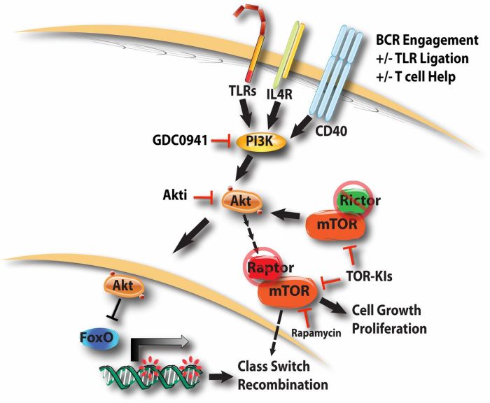 The biochemistry and cell signaling pathway of mc1r